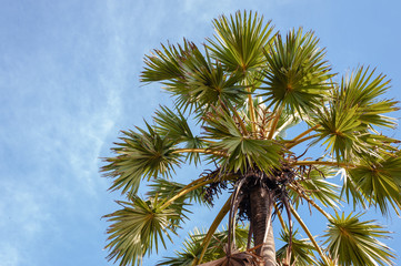 Fototapeta na wymiar Sugar palm tree morning light with blue sky.