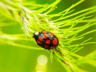 Ladybug insect. Macro shooting. Nature after the rain.