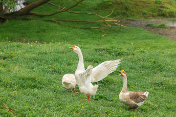 Geese walk on a pasture in the summer in the village at a pond