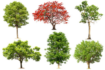 Tree collection in tropical forest on a white background