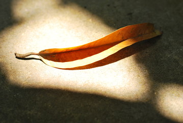 Leafs Falling Shadow Abstract