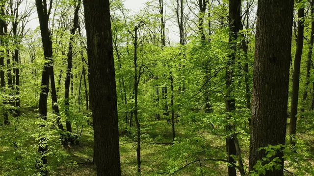 Moving through trees in woods
