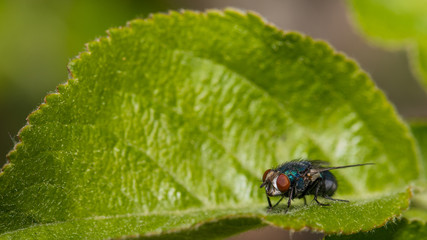 Naklejka premium Goldfliege auf einem Blatt
