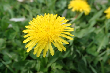 yellow dandelion blooming in spring grass