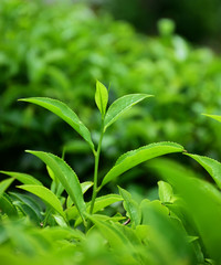 focused Isolated Tea bud on tea field