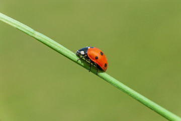 close up of ladybug sitting on blade of grass