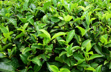 Tea tree bushes