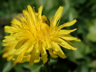 yellow dandelion blooming in spring grass