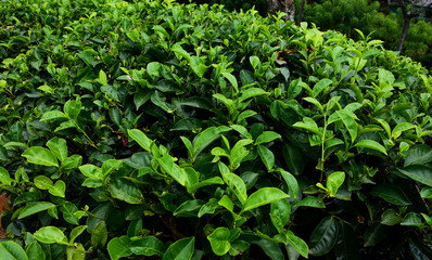 Green fresh tea tree bush in the Tea tree field. daily cut tea buds.