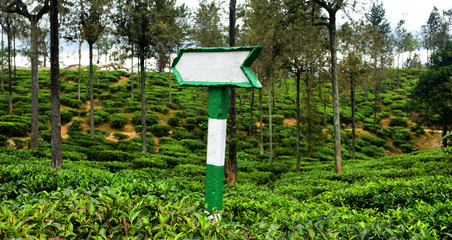 direction board in tea field