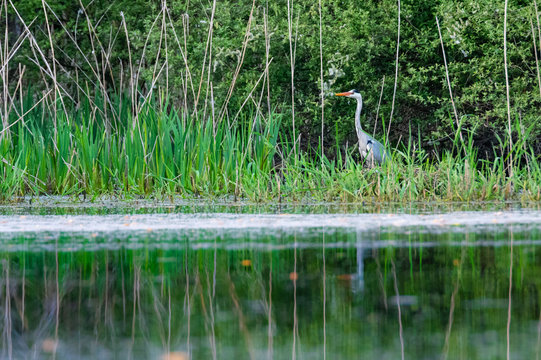 Un h&eacute;ron cendr&eacute; immobile sur les berges du lac de grand lieu