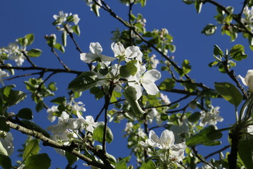 Apple and cherry blossom in the garden