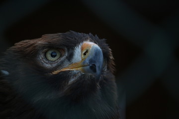 Adler
