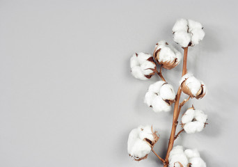 Cotton flower branch on gray background