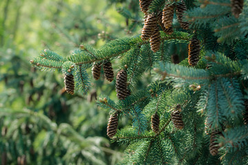 Fresh green branches and cones of fir tree against the backdrop of the sunny forest