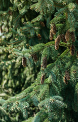 Fresh green branches and cones of fir tree against the backdrop of the sunny forest