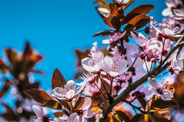 Blooming cherry spring garden. Delicate flowers of the cherry tree