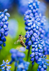 Blooming wild hyacinth and honey bee. Spring meadow