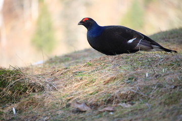 Birkhuhn im Naturpark Nagelfluhkette