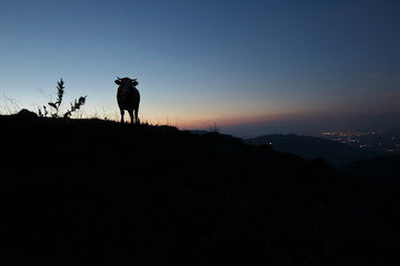 Kuh in der Abenddämmerung