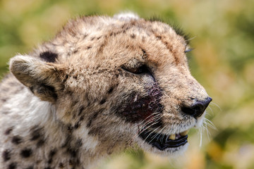 Cheetah face portrait