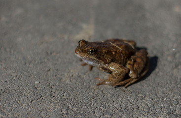  frog sitting on the pavement