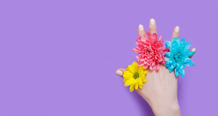 Woman hand and yellow, blue, pink flowers isolated on background. Summer and spring concept. Fashion design and manicure. Top view and copy space. Mock up mother day. Banner