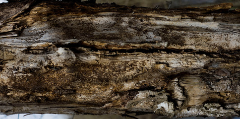 bark of an impressive old tree