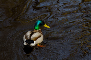 duck floating in a river