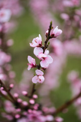 Pink peach flowers begin blooming in the garden. Beautiful flowering branch of peach on blurred garden background. Close-up, spring theme of nature. Selective focus