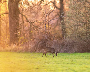 Grazing roe deer in meadow near forest during sunset.