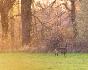 Roe deer in meadow near forest during sunset.