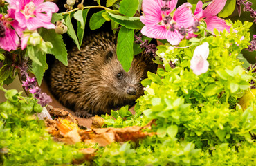 Hedgehog, erinaceus europaeus, wild, free roaming hedgehog taken from a wildlife hide, to monitor the health and population of this favourite but declining mammal