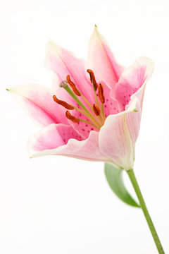 Oriental lilium /lily 'Stargazer' on white background