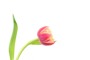 Obraz premium Red yellow tulip on white background with natural border