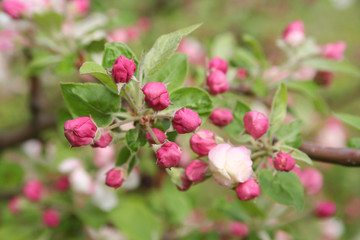 Pink and white apple  blossom on branch in springtime. Malus domestica