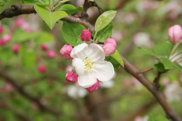 Pink and white apple  blossom on branch in springtime. Malus domestica