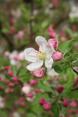 Pink and white apple  blossom on branch in springtime. Malus domestica