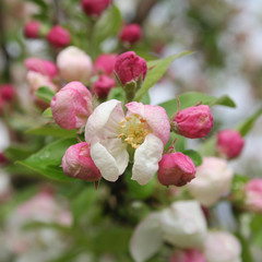 Fototapeta na wymiar Pink and white apple blossom on branch in springtime. Malus domestica