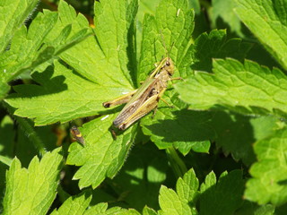 grasshopper on green grass