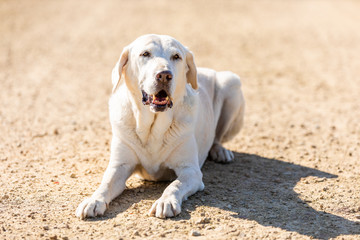 Labrador is playing on a path