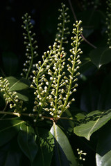 Cherry or English Laurel bush in bloom in springtime. Prunus laurocerasus with flowers