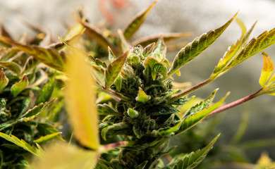 Cannabis flowers buds for smoking. Medical strains of marijuana for THC CBD effect