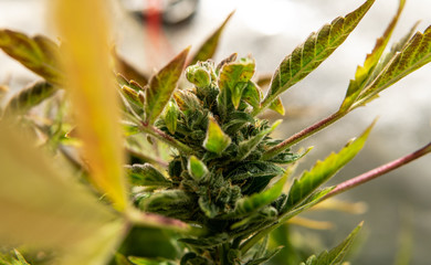 Obraz premium Cannabis flowers buds for smoking. Medical strains of marijuana for THC CBD effect