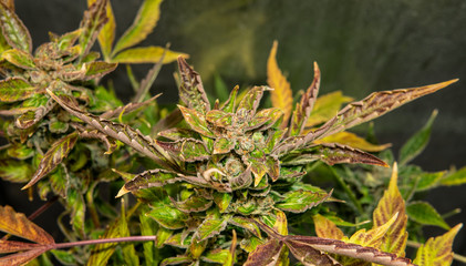 Cannabis flowers buds for smoking. Medical strains of marijuana for THC CBD effect