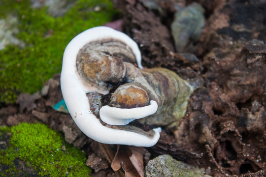 Wood Mushrooms, With Dried Wood And Termite Nest