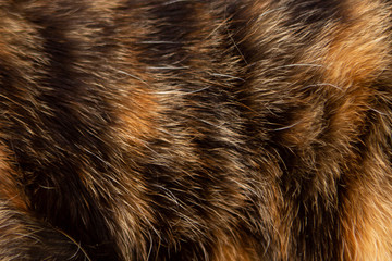 texture of wool, hair, cat skins, brown wool