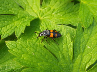 beetle in the garden