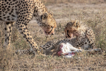 Cheetah and her cub eating prey