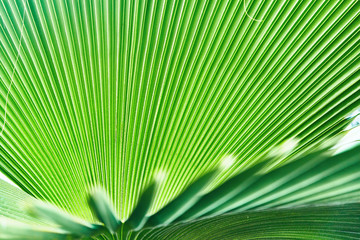 Fototapeta premium Colorful tropical palm leaves. Close-up
